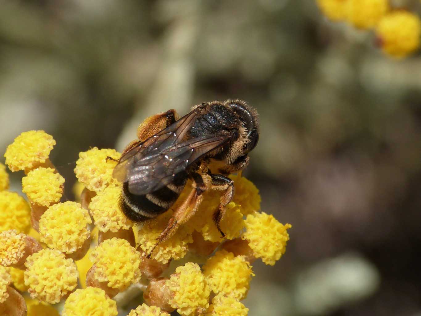 Andrena piccola: Andrena cf. flavipes